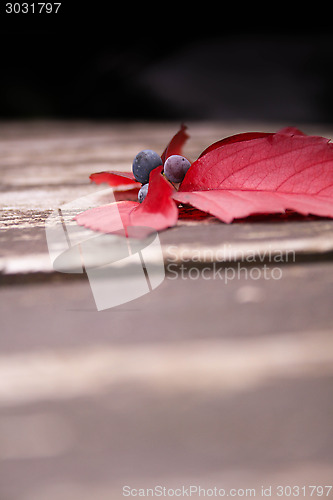 Image of Autumn Berries And Leaves