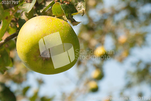 Image of Apple Hanging From Tree