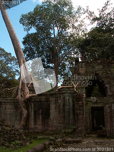 Image of Angkor Wat Tree