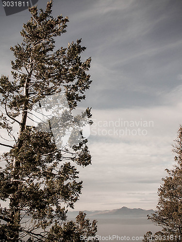 Image of A Large Tree In Front Of Lake