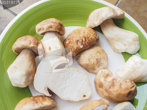 Image of Porcini Mushroom