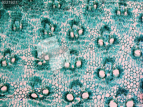 Image of Bamboo stem micrograph