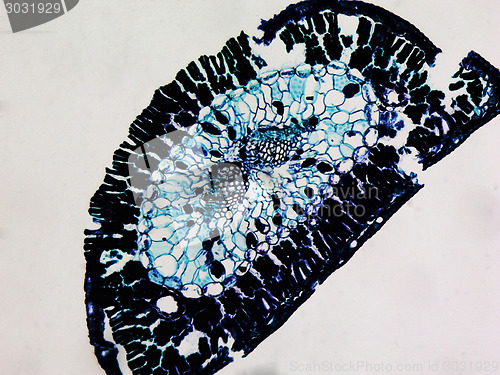 Image of Pine leaf micrograph