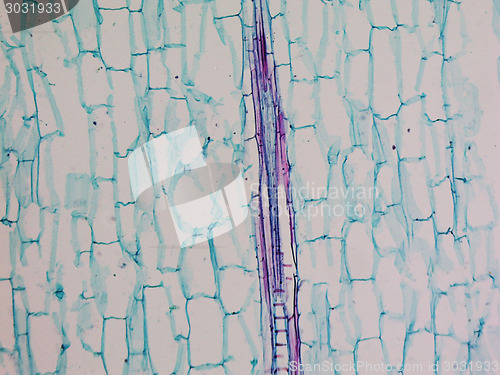 Image of Corn stem micrograph