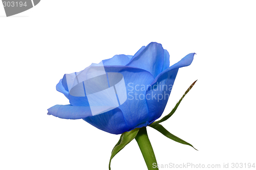 Image of Blue rose