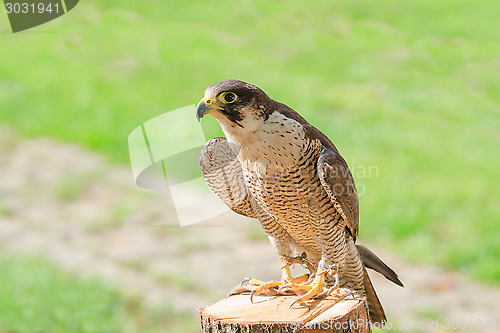 Image of Trained domesticated for hunt raptor bird hawk or falcon