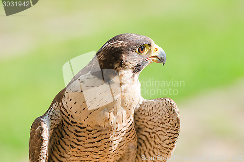 Image of Portrait of the fastest wild bird of prey falcon or hawk