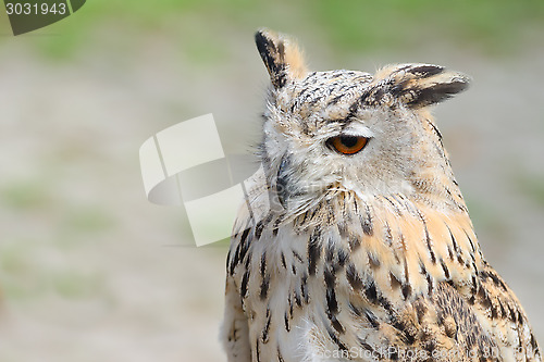 Image of Night silent hunter horned owl with ear-tufts