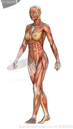 Image of Muscle Maps