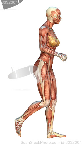 Image of Muscle Maps