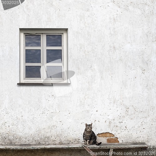 Image of cat sitting on the bench