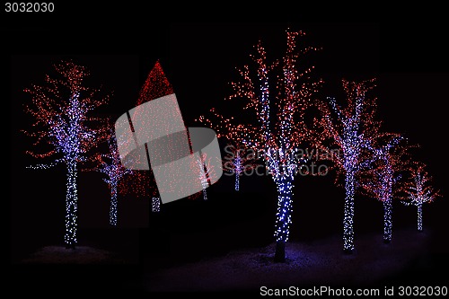 Image of Illuminated trees at night 
