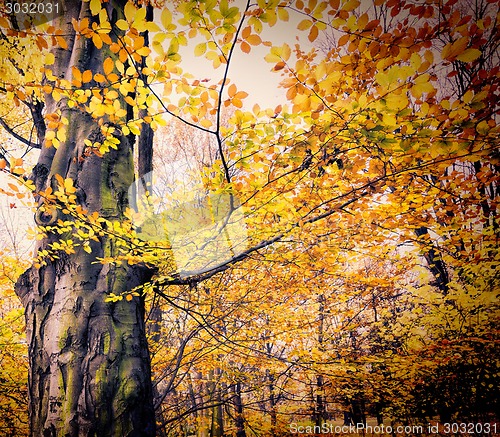 Image of Fall in public park