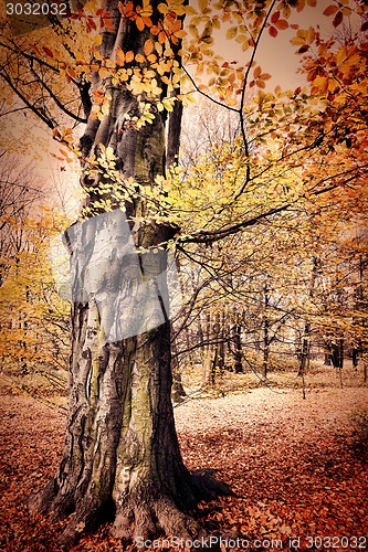 Image of Fall in public park