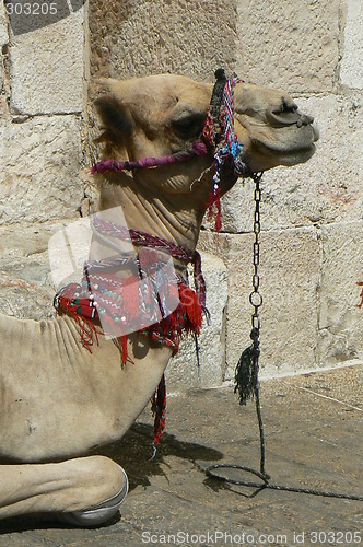 Image of Photo of a camel with a stone wall background