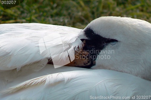 Image of Sleeping swan