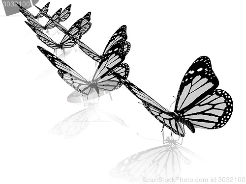 Image of Butterfly