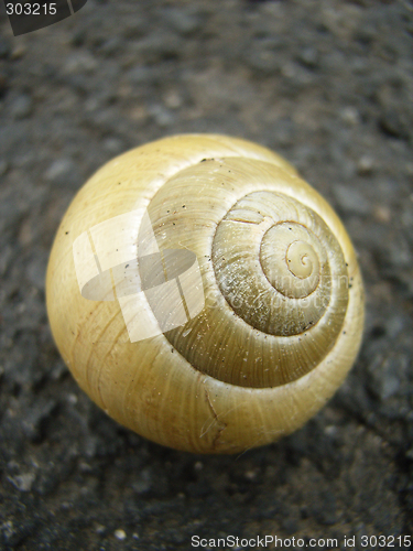 Image of Snail-Shell Closeup