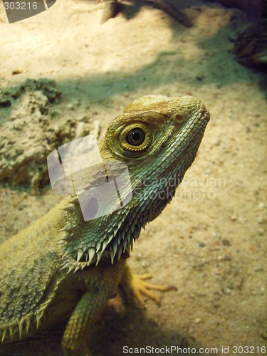 Image of Bearded Dragon Closeup