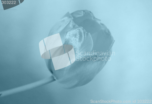 Image of Blue tulip