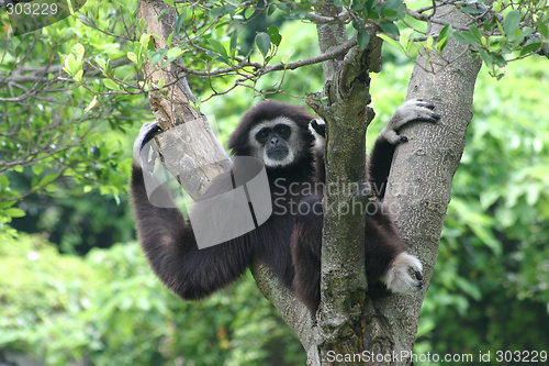 Image of Waving sloth