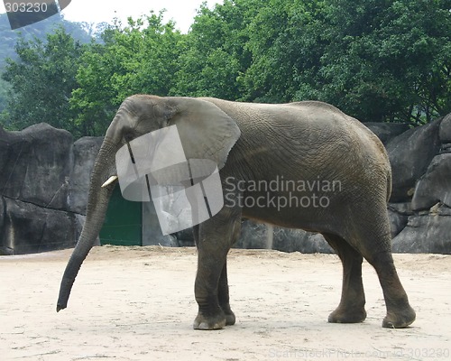 Image of African elephant