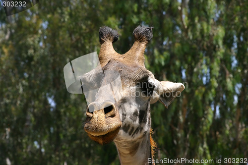 Image of Giraffe