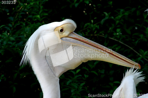 Image of White pelican in profile