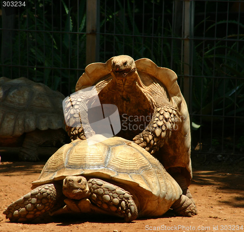 Image of Couple of great turtles