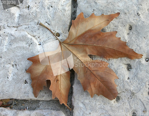 Image of Dry maple leaf