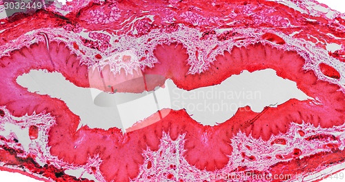 Image of Epithelium micrograph