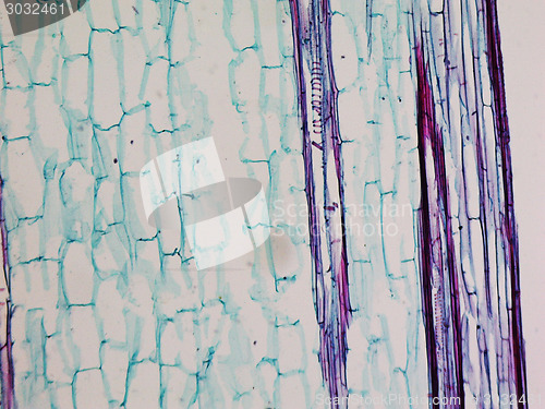 Image of Corn stem micrograph