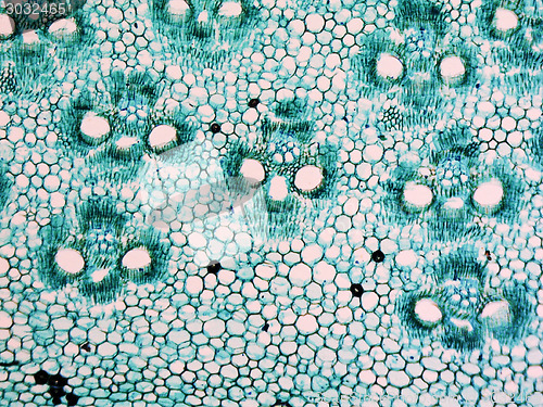 Image of Bamboo stem micrograph