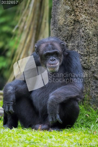 Image of Common Chimpanzee