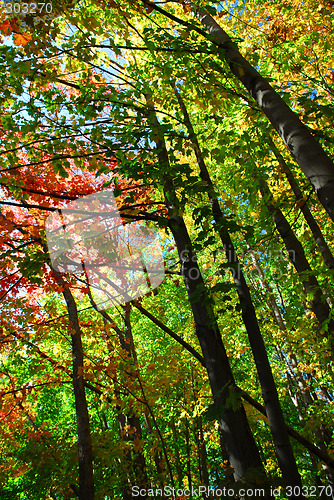 Image of Fall forest