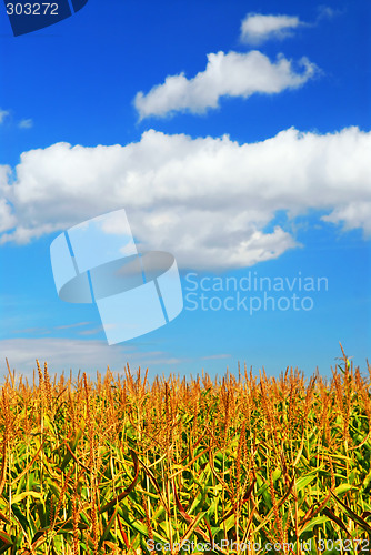 Image of Corn field