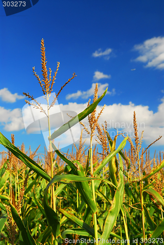 Image of Corn field