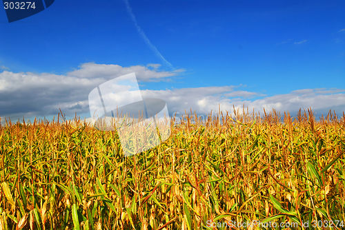 Image of Corn field