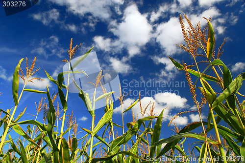 Image of Corn field