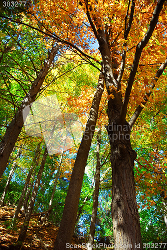 Image of Fall forest