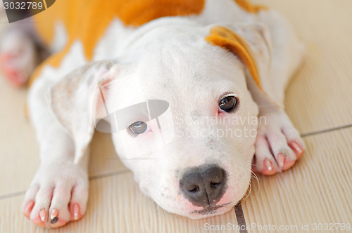 Image of  American Staffordshire Terrier dog