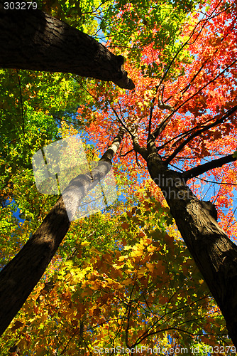 Image of Fall forest