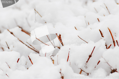 Image of Snow covered shrubs