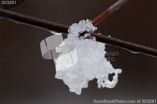 Image of Snow on a branch