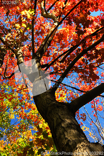 Image of Autumn maple tree