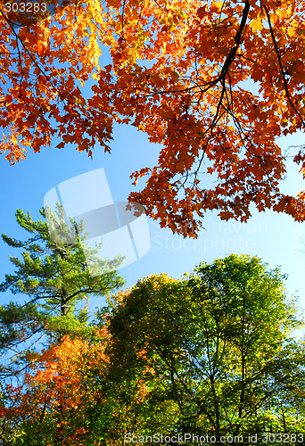 Image of Autumn trees