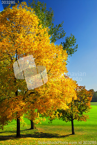 Image of Autumn trees