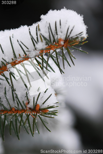 Image of Snowy spruce branches