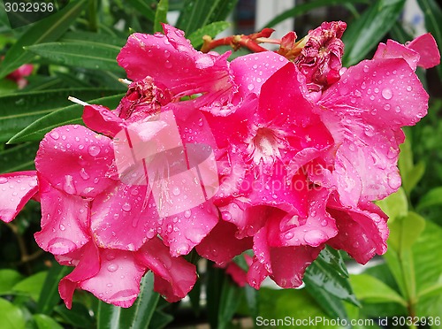 Image of hibiscus