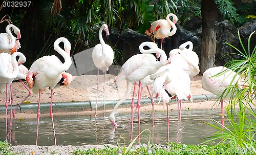 Image of pink flamingos